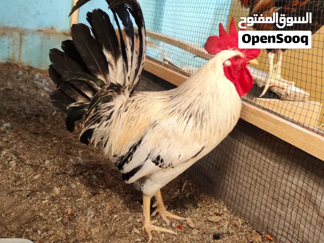 ديج حلو ونضيف