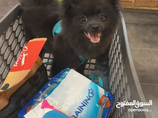 بومرينيان للبيع