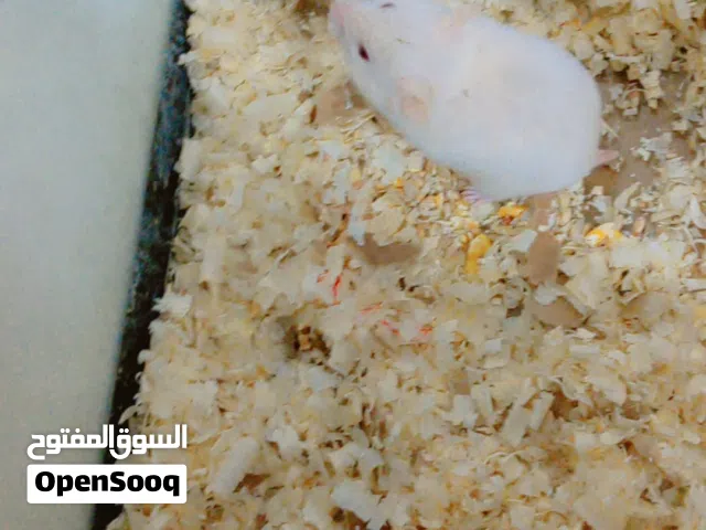 هامستر مع بيته في سعر ممتاز 7