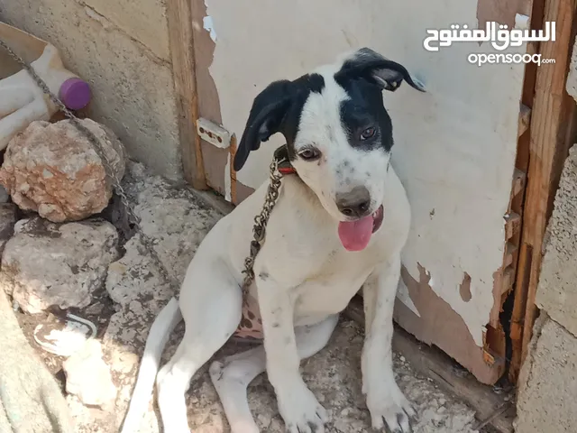 جروه عمرها 4 شهور صيد وبندوقت بتبل للبدل على حمام او عصافير
