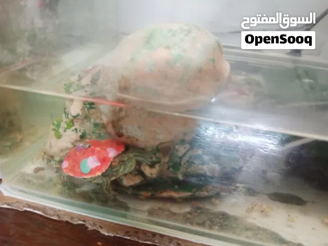 سلحفاه برمائيه التبني شرط مخافة ربنا    حجم وسط