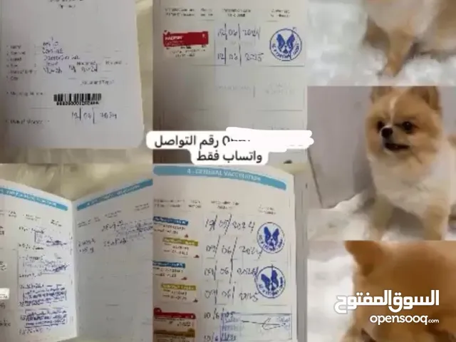 كلب بومرينيان
