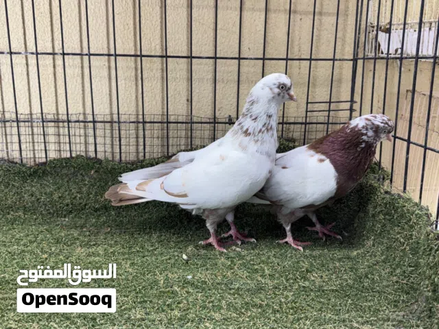 جوز حمام جلابي حمام منتج