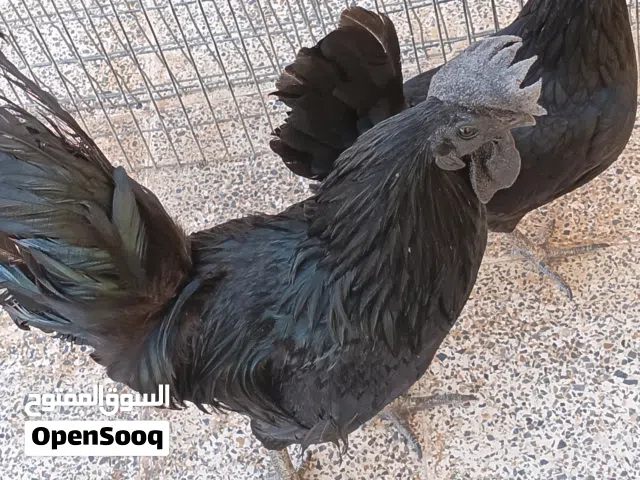 كوبياء  لمبرقيني مشاء الله الدجاجه ادحي