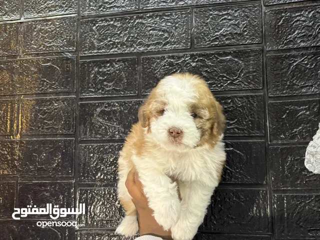 كلاب مالتيبو عمر شهرين صحه تمام خاليه من المراض حجم صغير