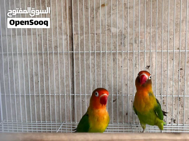 للبيع زوج فيشر منتج وغير شرس مع القفص ومستلزماته 20 غير قابل للتفاوض