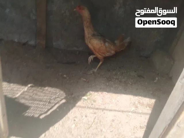 دجاج هراتي