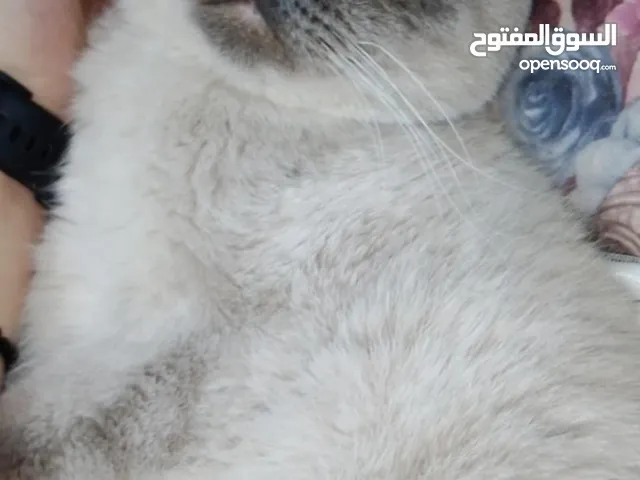قط سكوتش فولد ذكر
