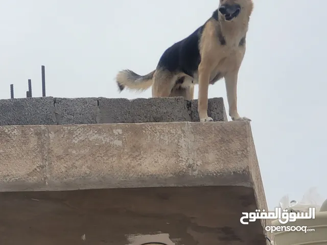 كلبة جرمن عظم عريض ست أصابع المرغوب شراسة وإنتاج ممتاز