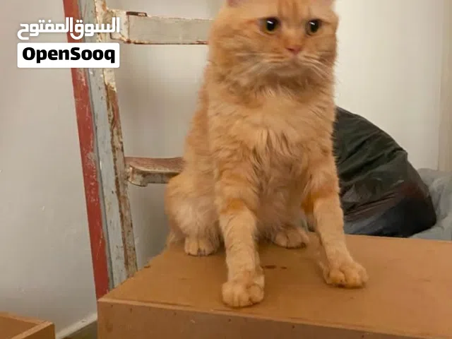 قطط ذكر للبيع 20ريال