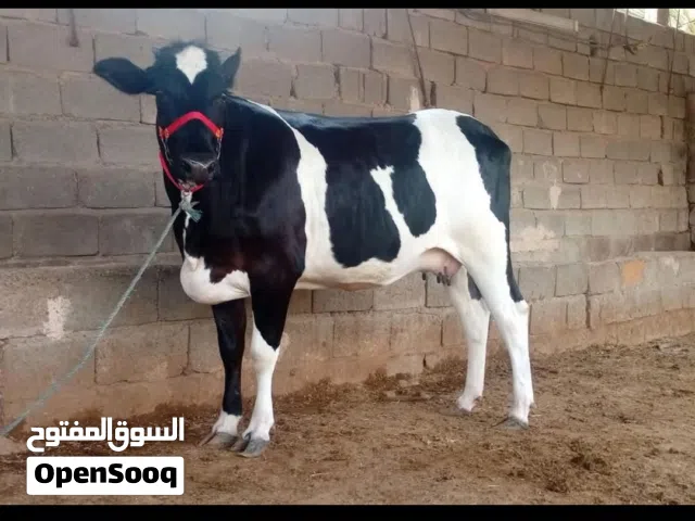 السلام عليكم # مطلوب حيوانه من البصره كونها مال بيت