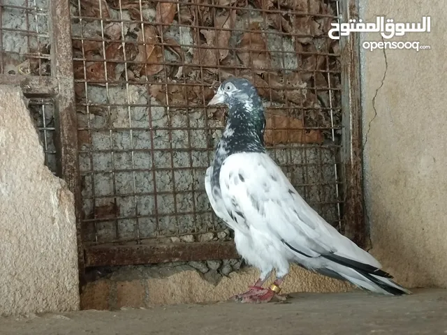 حمام باكستاني