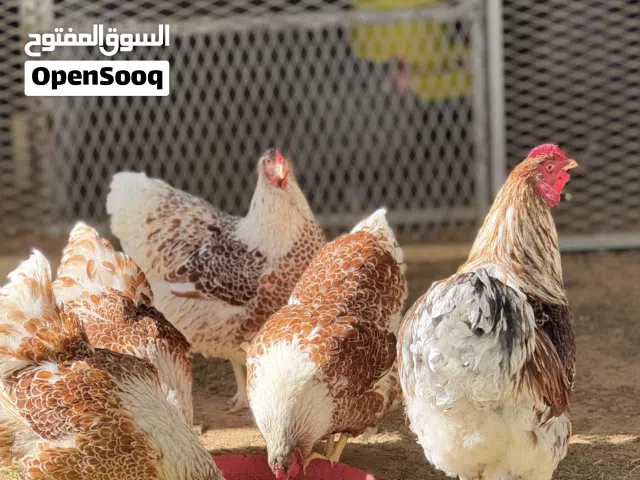 السلام عليكم  .. كتكوت