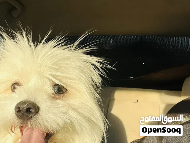 كلب زينة للبيع مستعجل