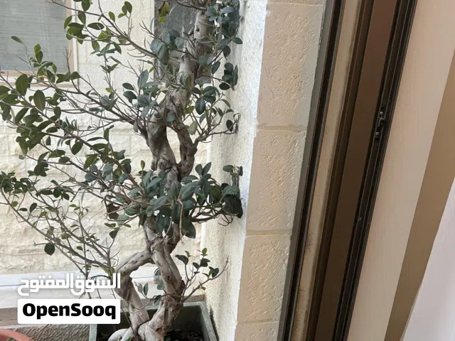 شجرة بونزاي مجدلة للبيع