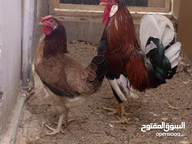 السلام عليكم ديج ودجاجه الديج شمسي ترث كويتي افرك من الشك للشك العمر سنه وشهرين الدجاجه مطوكه