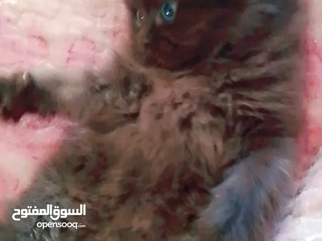 قطط هملايا العمر شهرين لعوبين