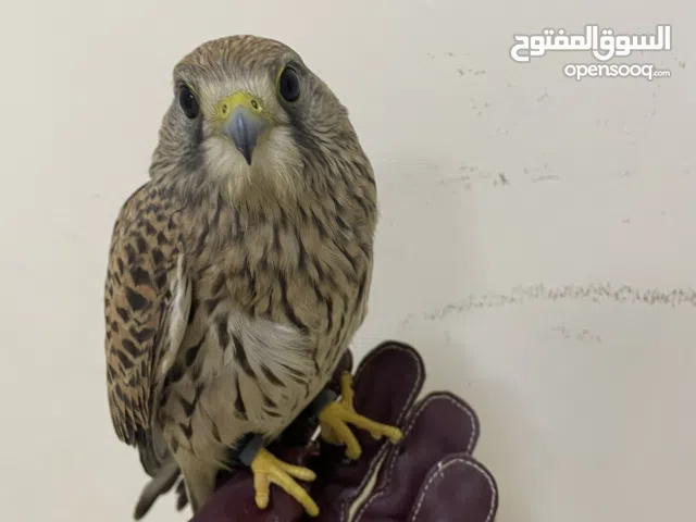 شرياص مدرب700