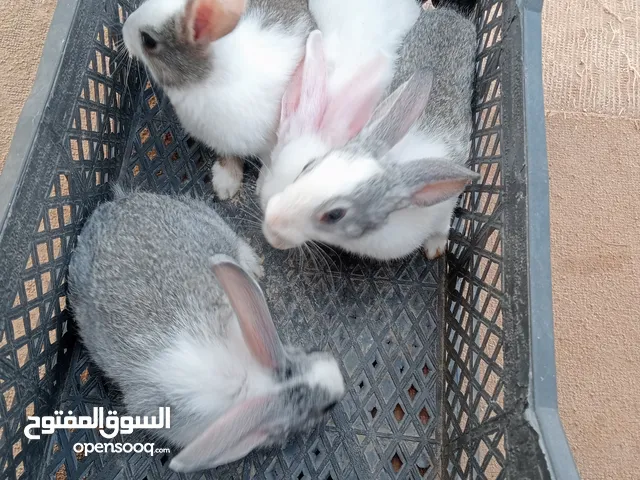 ارانب للبيع