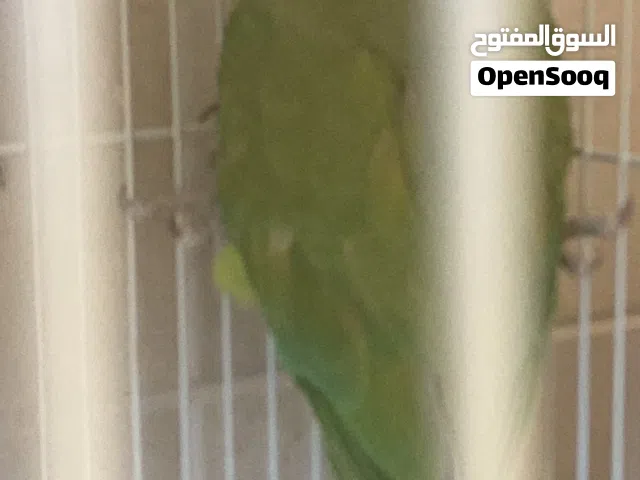 طيور درة أنا شارنه على أساس انه زوجين لأكن طلع على ما اعتقد 3 ذكور و1انثى