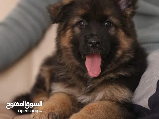 جرو جيرمن شيبرد انثي شولاين