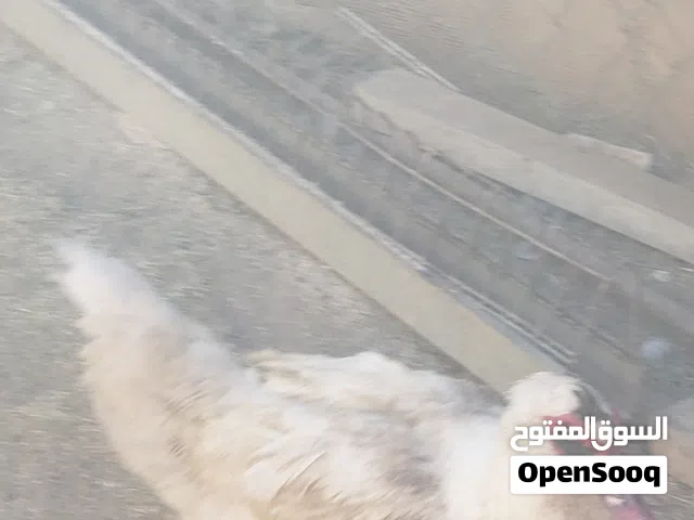 بط مسكوفي ملكي للبيع