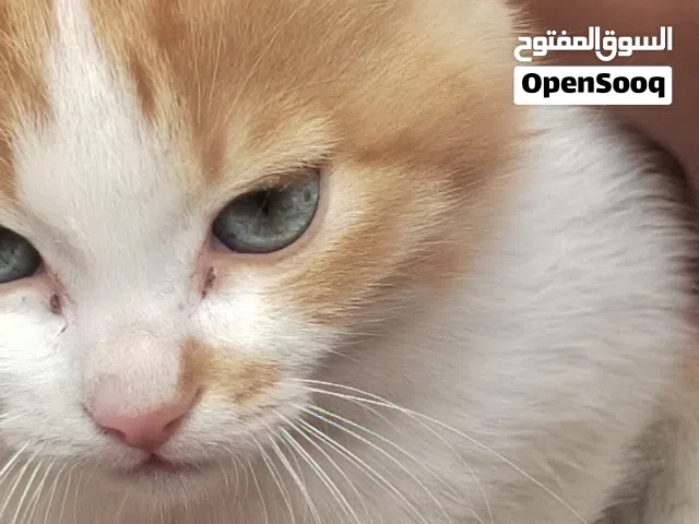 بسس جميع الألوان الحلوه الأعمار جميع الأعمار حق بيت