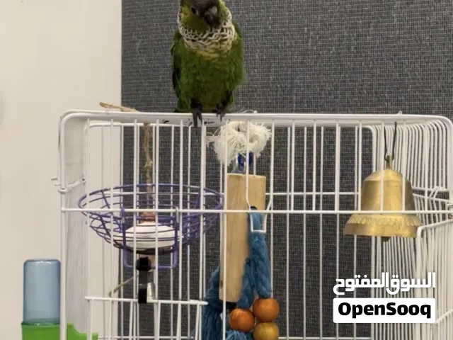 كنيور بلاك كاب