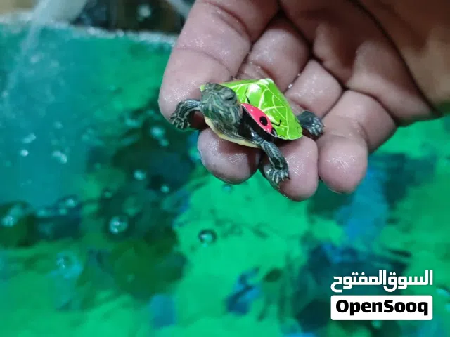 حوض اسماك الزينه قياس 45 زجاج