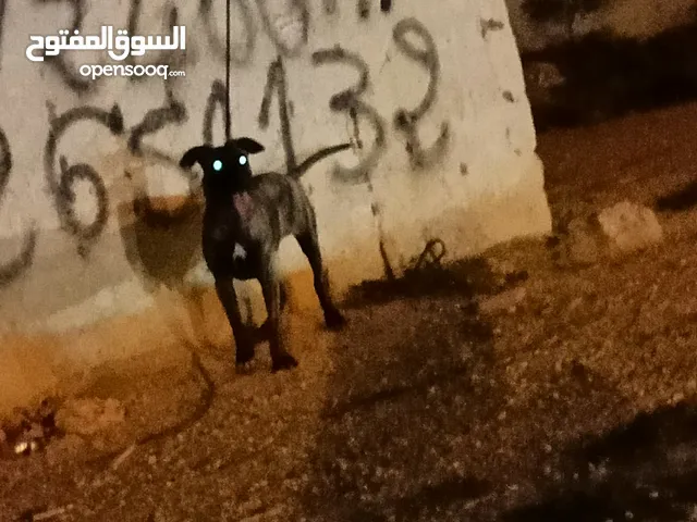 chien Cane Corso croise pitbull