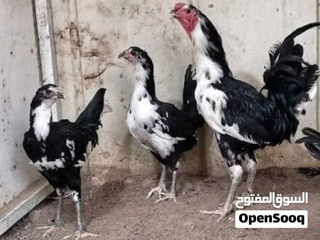 سيت بوطاني اصلي