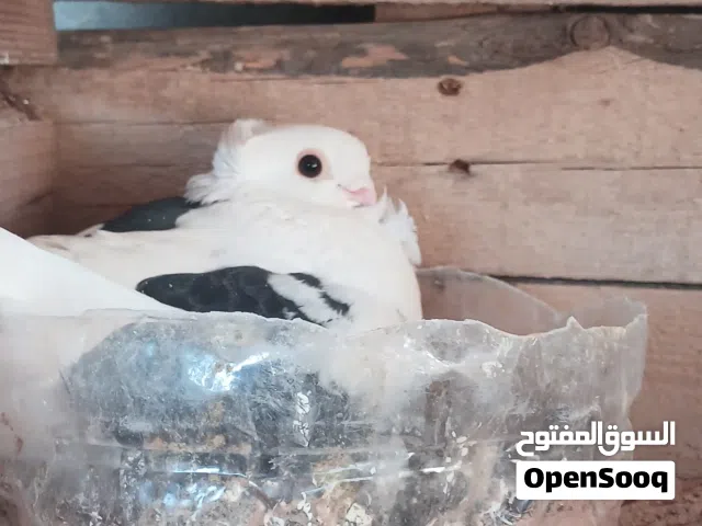 حمام للبيع حاجة مضمونة بعون الله