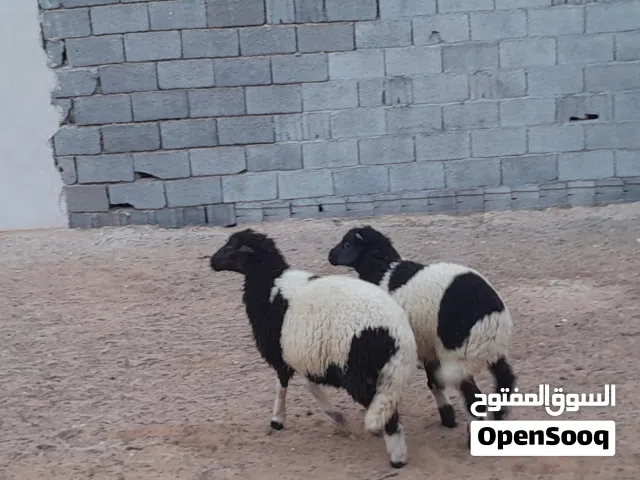 خروف وفطيمه وطنيات الله يبارك توميات مشالله 5شهور ونص سليمات من العيوب متع تربيه ربي يبارك