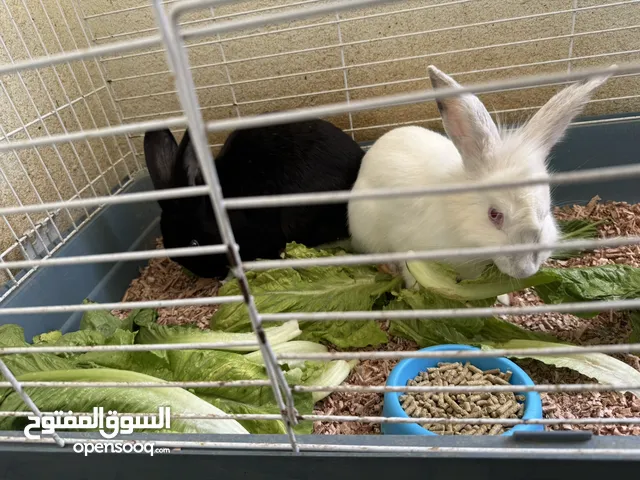 6 month old rabbit pair