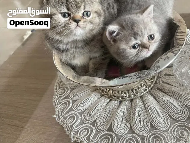 قطط سكوتش فولد استريت