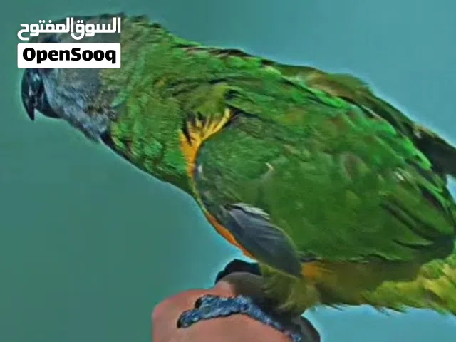 ببغاء سنغالي يويو للبيع بسعر حرق أو للبدل عمر صغير (اقرأ الوصف بتعرف كلشي عنه) أليف بنسبة 70%