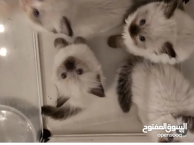 Sweet cuddly ragdoll himalayan mix