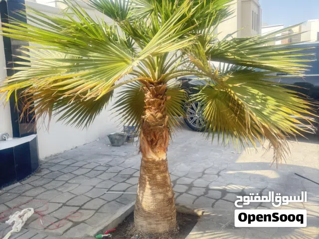 للبيع: شجرة واشنطونيا جميلة
