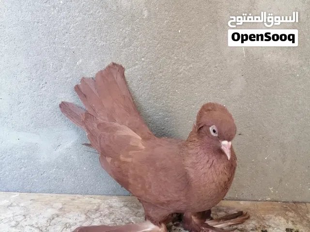 رواعب للبيع