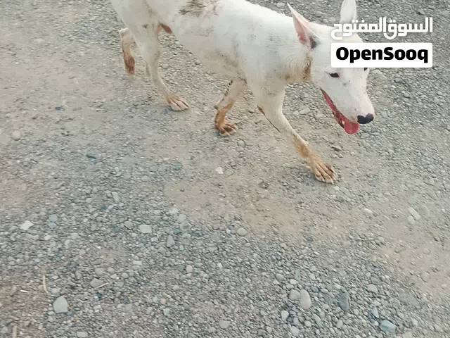 كلب حراسه وكلب هجين بيتبول وسلوقي
