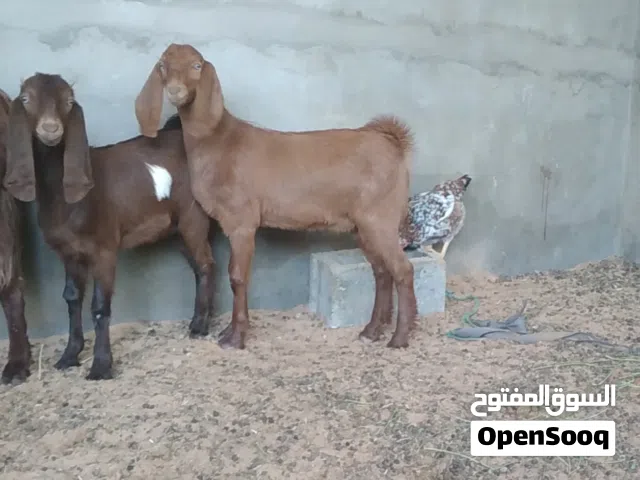 جدي وعناق للبيع