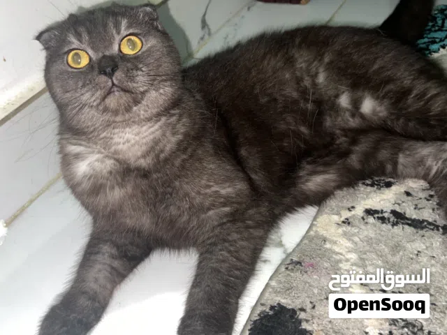 انثى سكوتش فولد