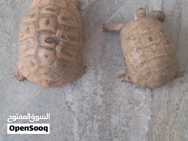 سلاحف ثنتين للبيع وحده اكبر من وحده