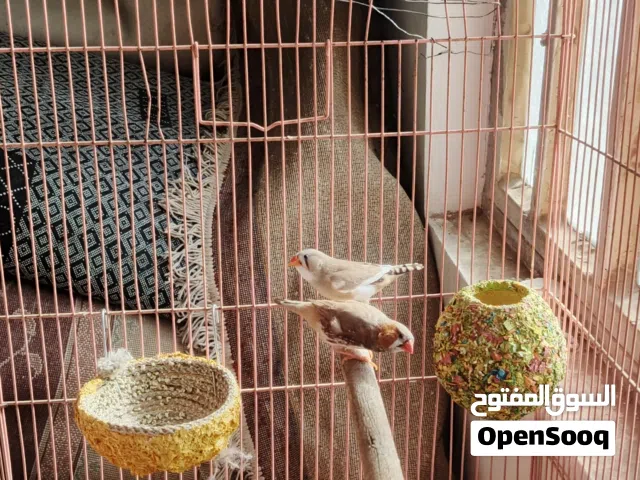 فناجز جامبو