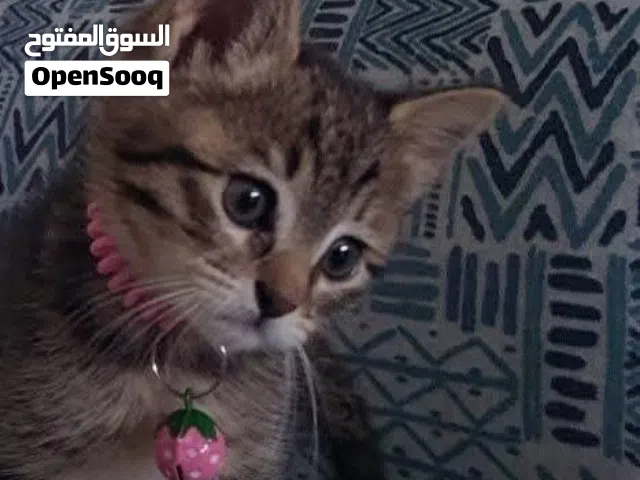 قطه جمييله