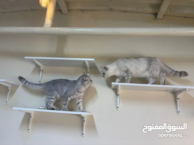 قطط جميله لعوبه