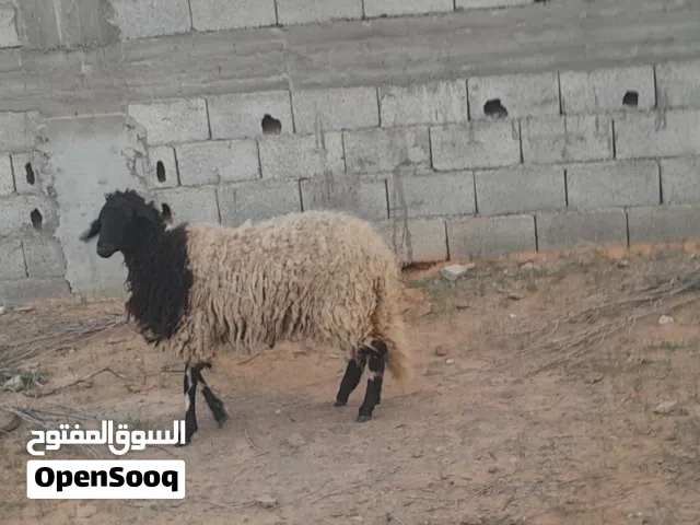 فطيمه وطنيه الله يبارك متع تربيه او موس لبيدبح سليمه من العيوب والامراض