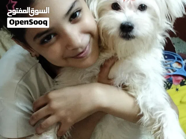 بنوته جريفون الماني للبيع