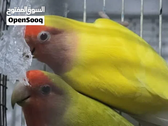 مطلوب فرخ روز او فرخ كوكتيل