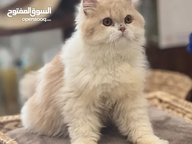 persian cats and peki face female cats for sale